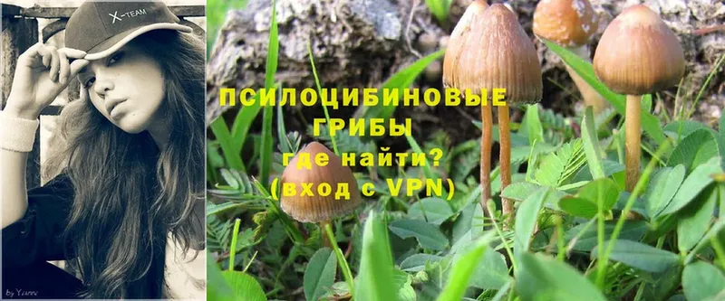 hydra ссылки  Кисловодск  Псилоцибиновые грибы Psilocybine cubensis  что такое наркотик 